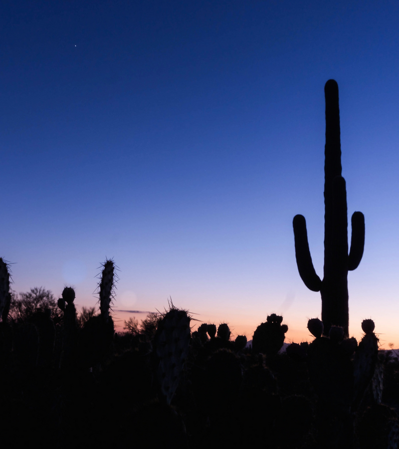 Desert Stargazer